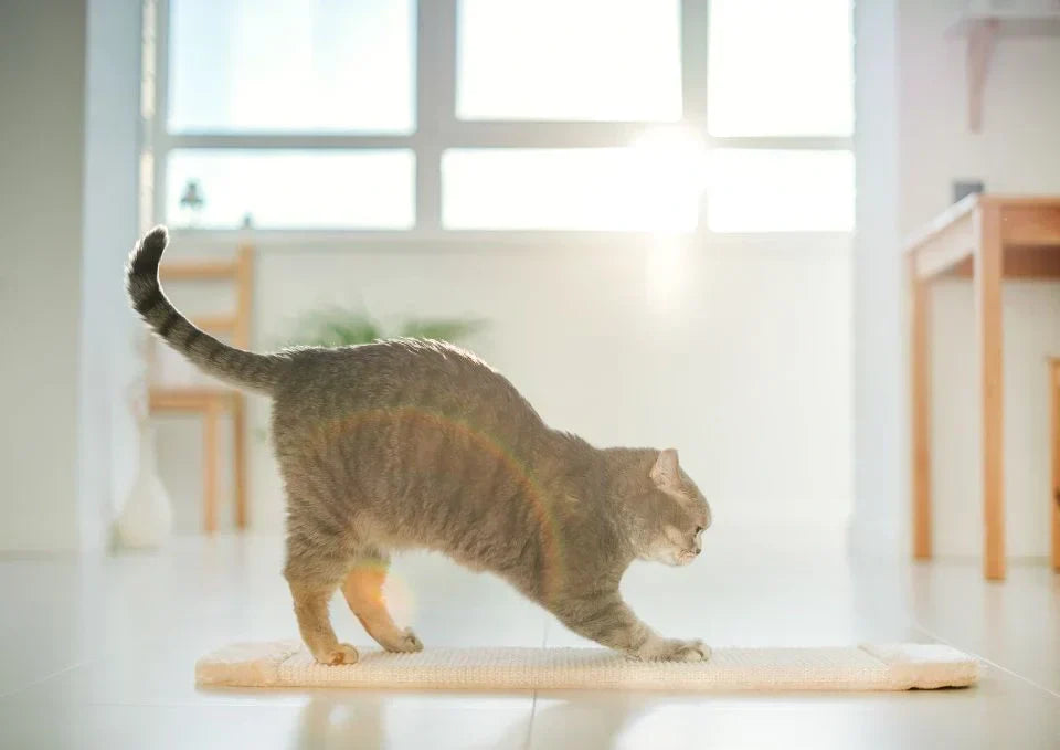 Why Your Cat Needs More Than Just a Scratching Post
