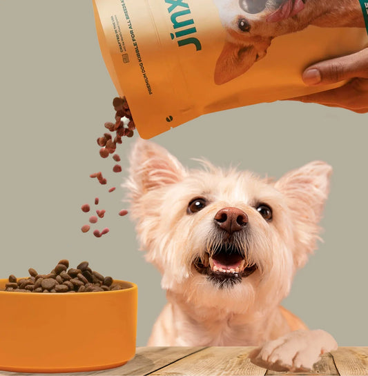 How to Choose the Best Dog Products in 2025